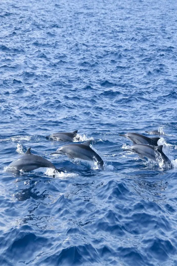 Whale Watching Tours