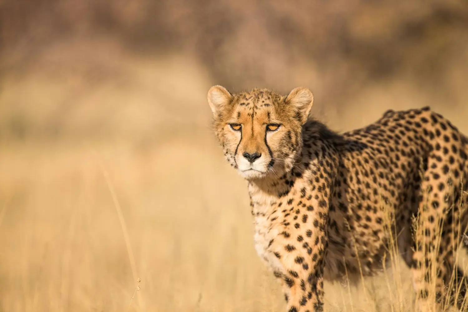 Wildlife