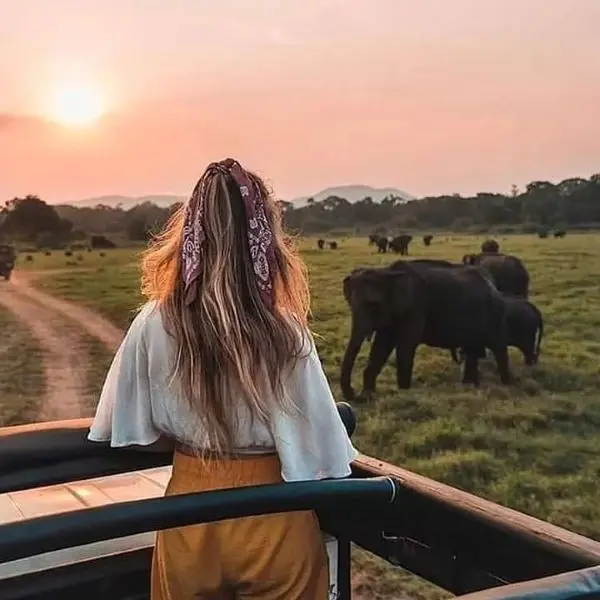 Wildlife Safari